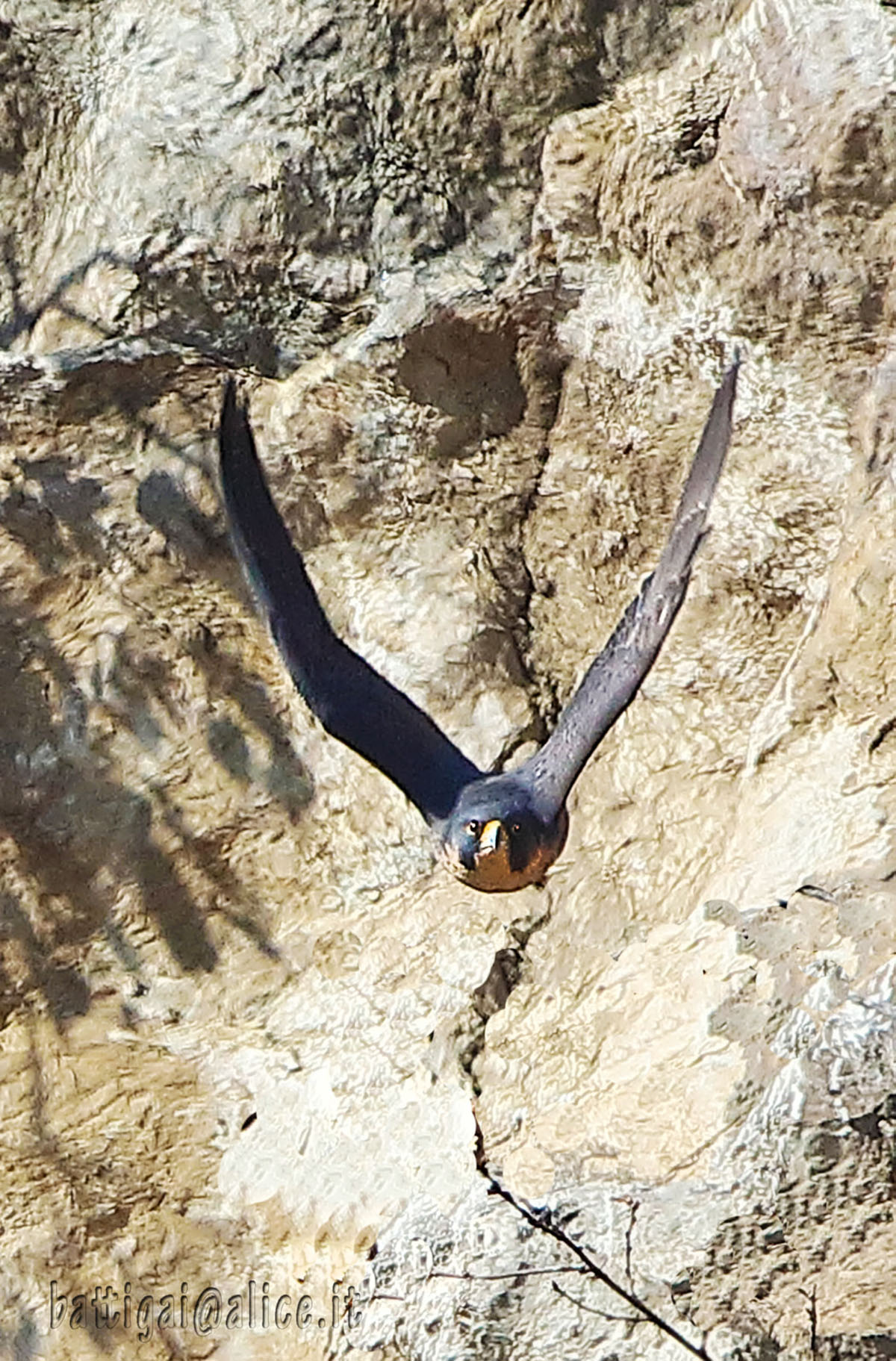 Falco pellegrino - Batti Gai